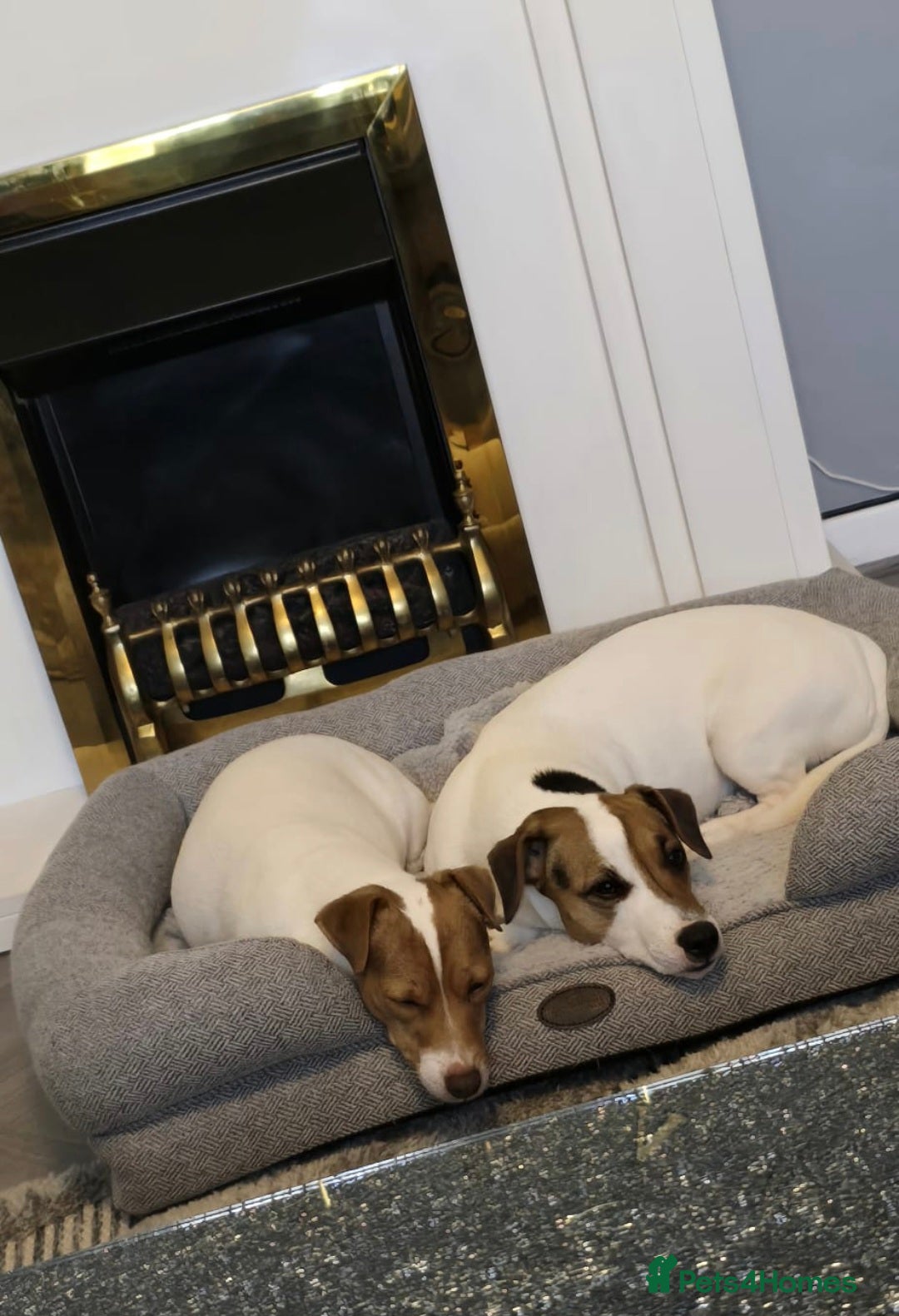 Jack Russell dogs for sale: 🐾 Adorable Jack Russell Puppies for Sale 🐾 - Image 5