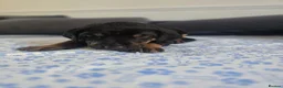 Mixed Breed dogs for sale: Doberman mix  in Nottingham - Advert 34