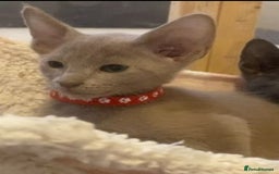 Mixed Breed cats for sale: Oriental X Siamese  - Image 12