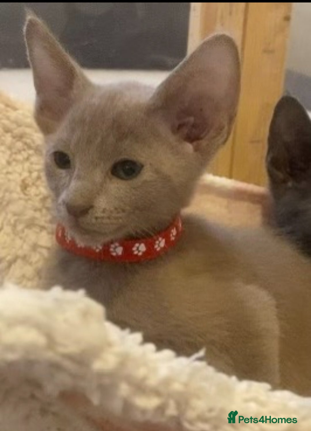 Mixed Breed cats for sale: Oriental X Siamese  - Image 12