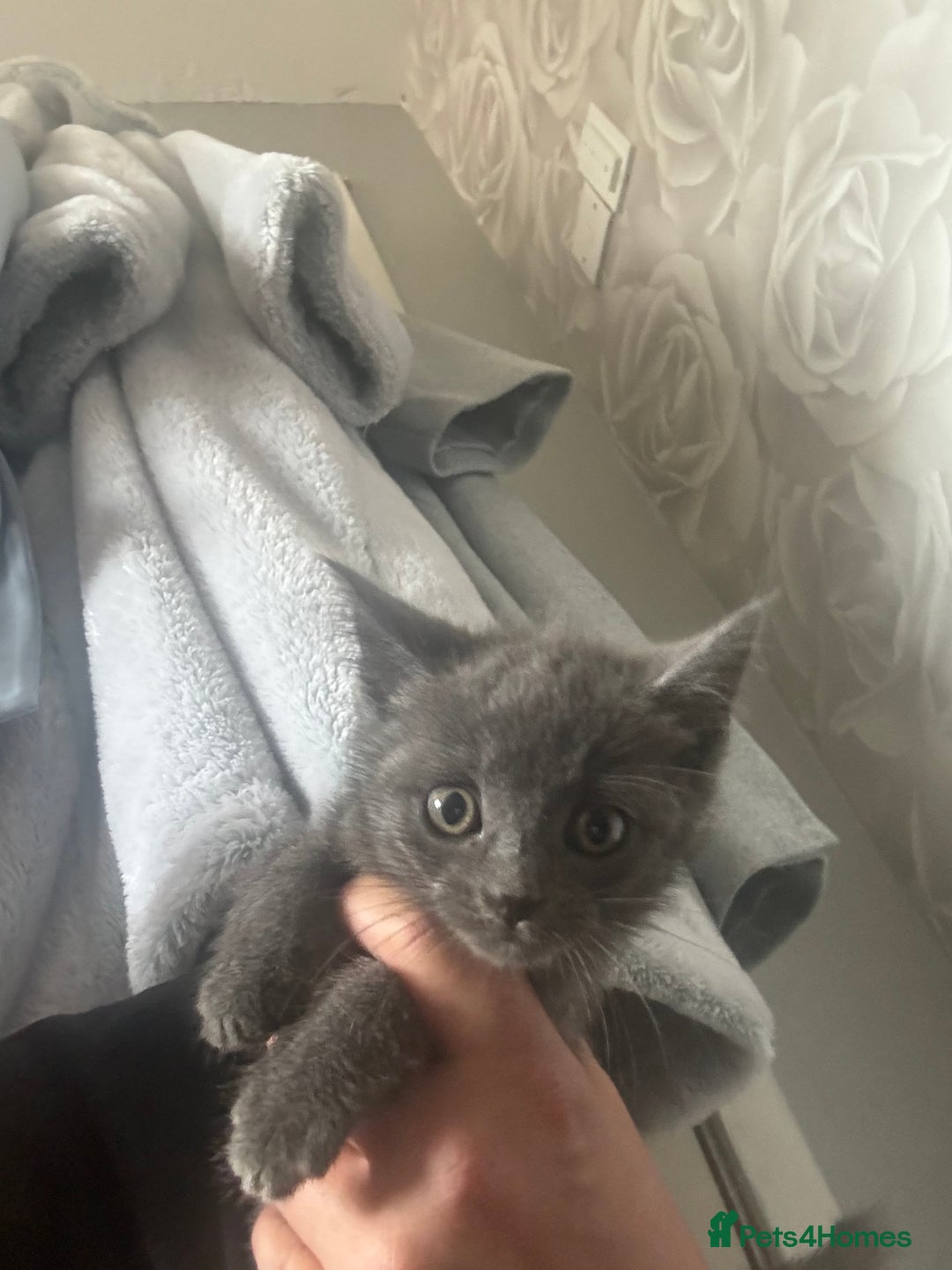 British Shorthair cats for sale: Still available male BSH kitten, Ready now!!! - Image 4