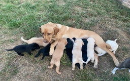 Labrador Retriever dogs for sale: Labrador puppies black and Yellow - Image 6