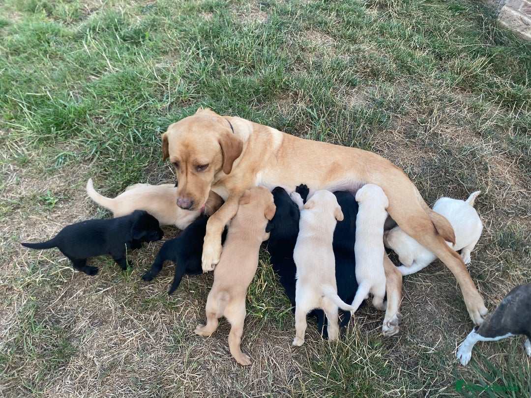 Labrador Retriever dogs for sale: Labrador puppies black and Yellow - Image 6