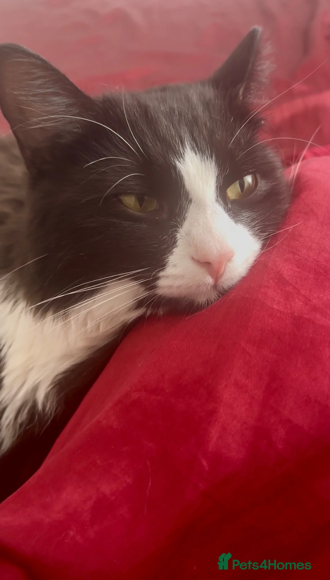 British Longhair cats for sale: Black & White Tuxedo Cat Loving & Laid-Back - Advert 2