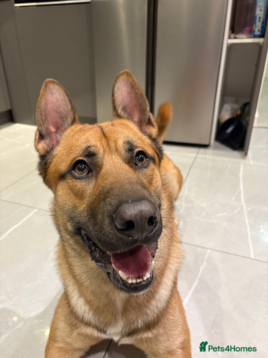 Mixed Breed dogs for sale: DOG FOR FREE - Advert 3