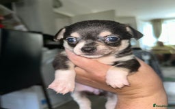 Chihuahua dogs for sale: Tiny chihuahua puppies  - Image 6