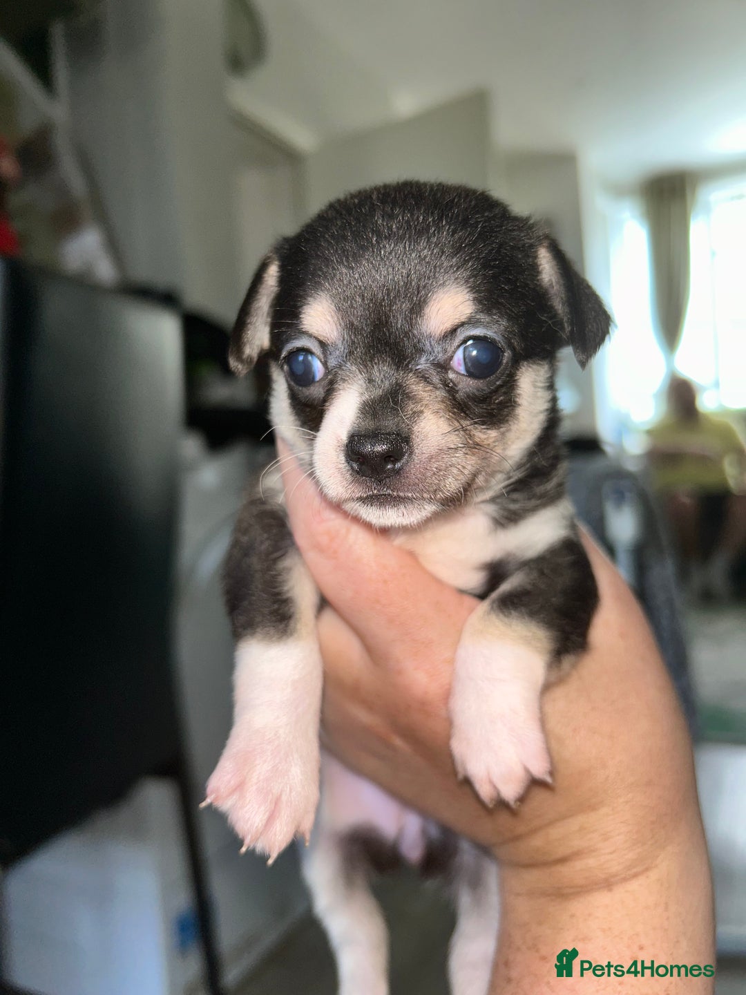 Chihuahua dogs for sale: Tiny chihuahua puppies  - Image 6