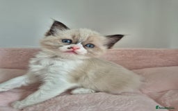 Ragdoll cats for sale: Ragdoll Kittens - Image 13