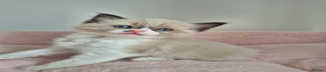 Ragdoll Kitten 4