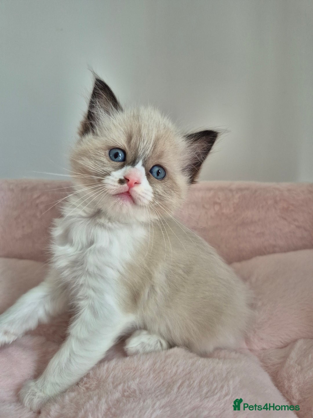 Ragdoll cats for sale: Ragdoll Kittens - Image 13