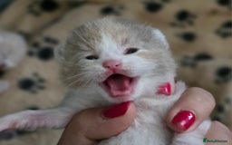 British Shorthair cats for sale: Excellent Quality BSH kittens for Reservation - Image 16