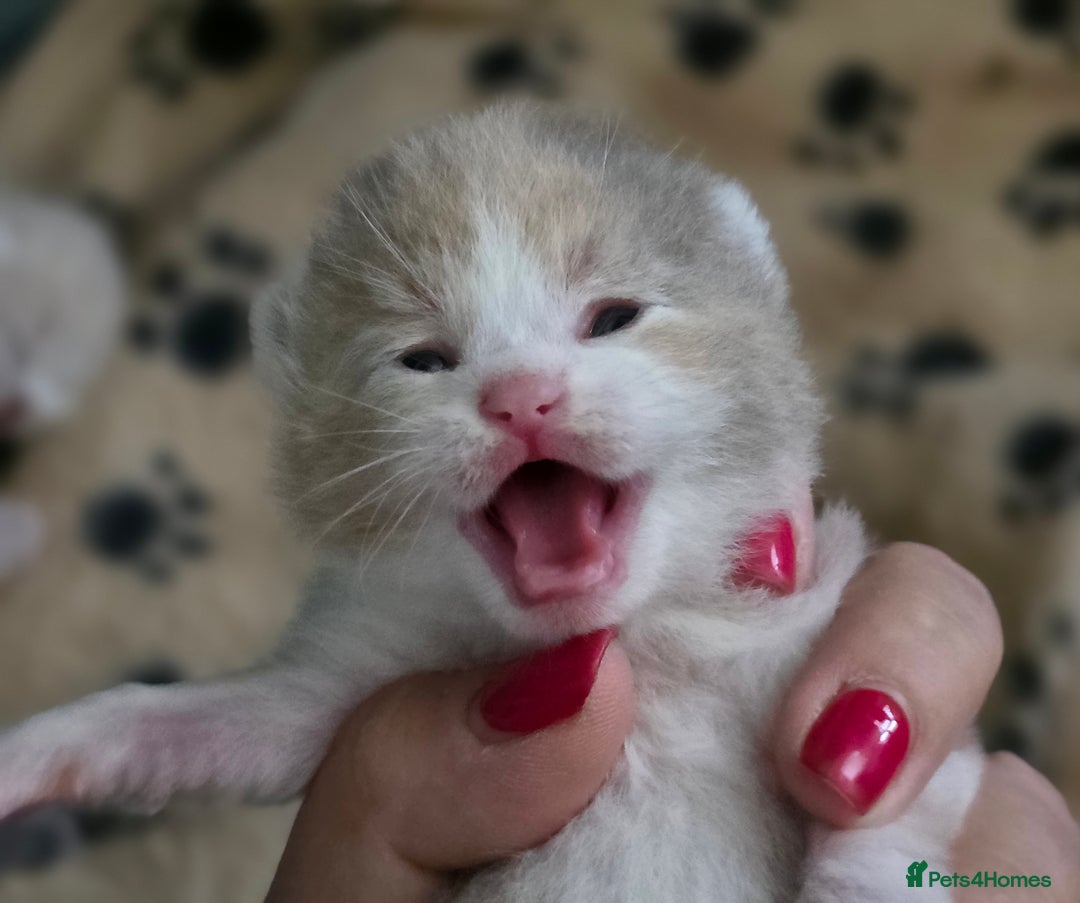 British Shorthair cats for sale: Excellent Quality BSH kittens for Reservation - Image 16
