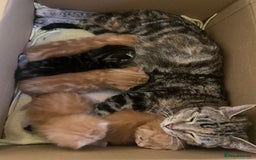 Mixed Breed cats for sale: 4 ginger & 1 tabby kittens - Image 10