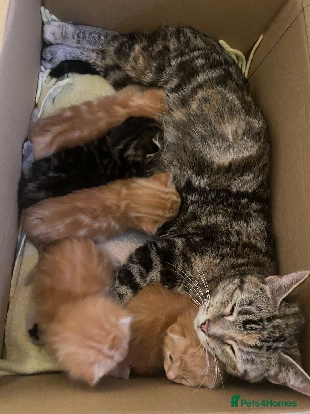 Mixed Breed cats for sale: 4 ginger & 1 tabby kittens - Image 10