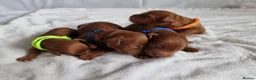Cockapoo dogs for sale: F1 Cockapoo puppies fully DNA tested parents  - Advert 13
