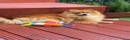 Pomeranian dogs for sale: Leon, 2-year old Pomeranian looking for a new home in Cambridge - Advert 5