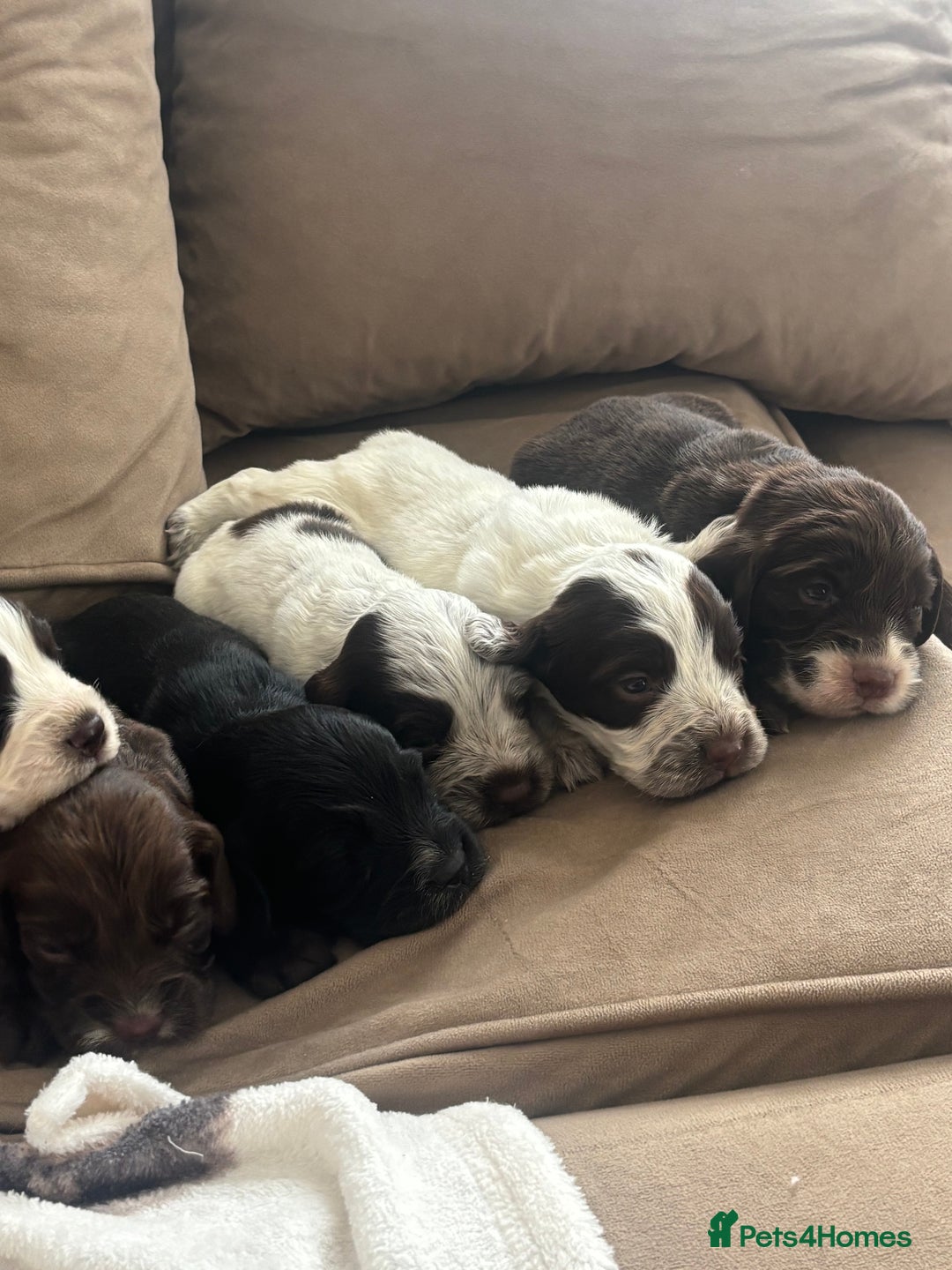 Cocker Spaniel dogs for sale: Cocker spaniel puppies  - Image 32