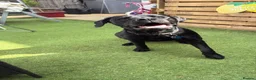 Labrador Retriever dogs for sale: Lunah my 2 year old black Labrador  - Advert 12