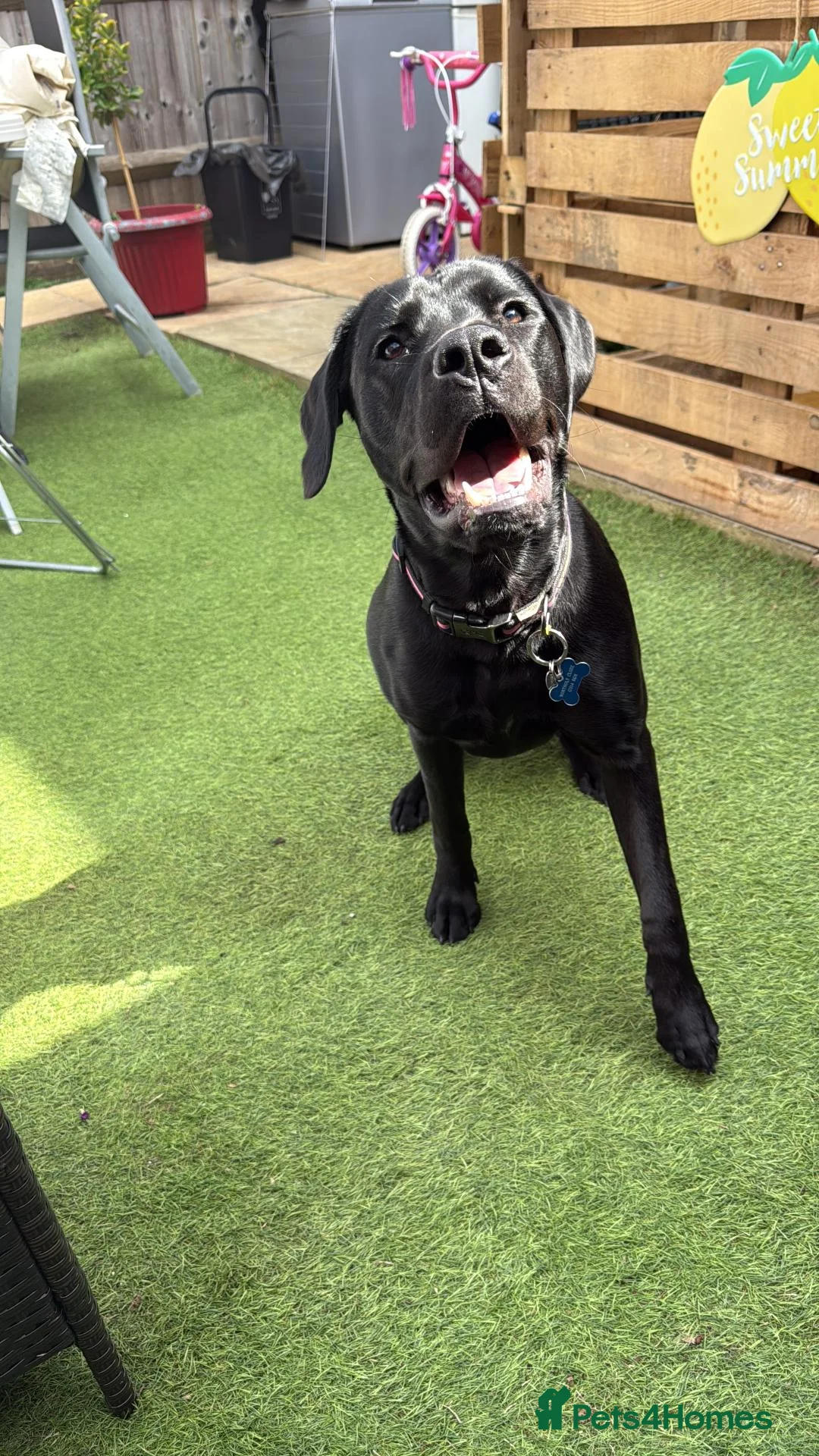 Labrador Retriever dogs for sale: Lunah my 2 year old black Labrador  - Advert 12