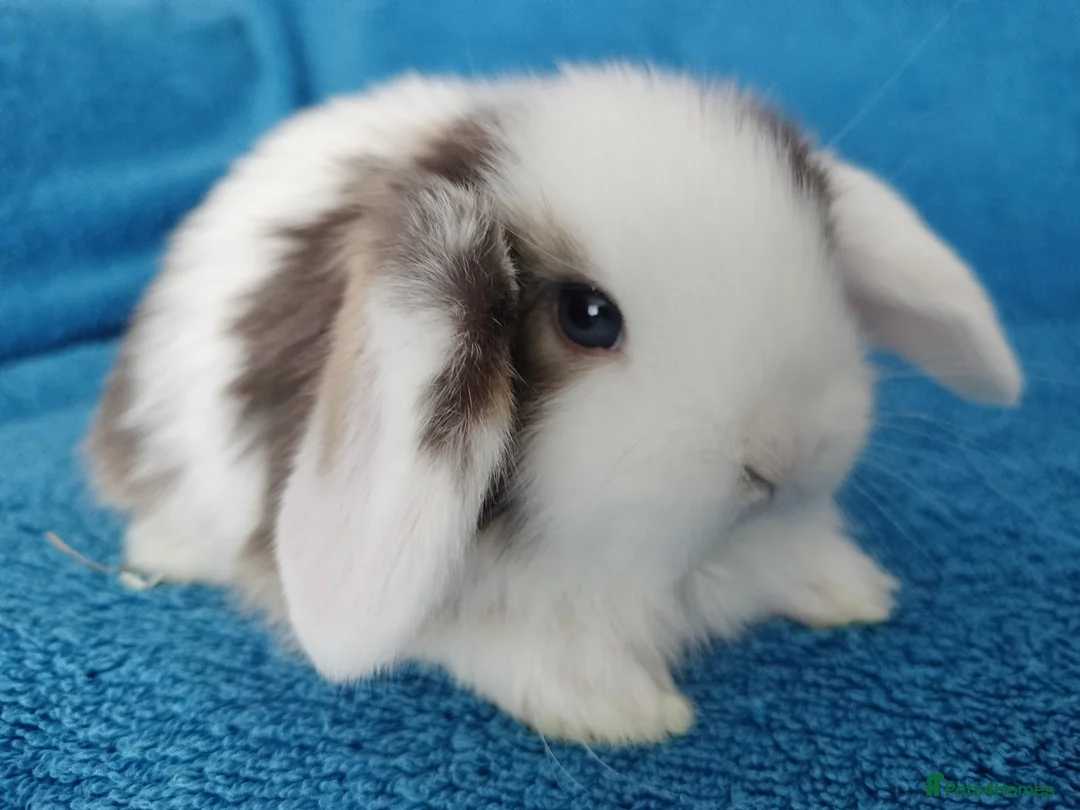 Mini Lop rabbits for sale: Baby mini lops for sale  - Advert 8