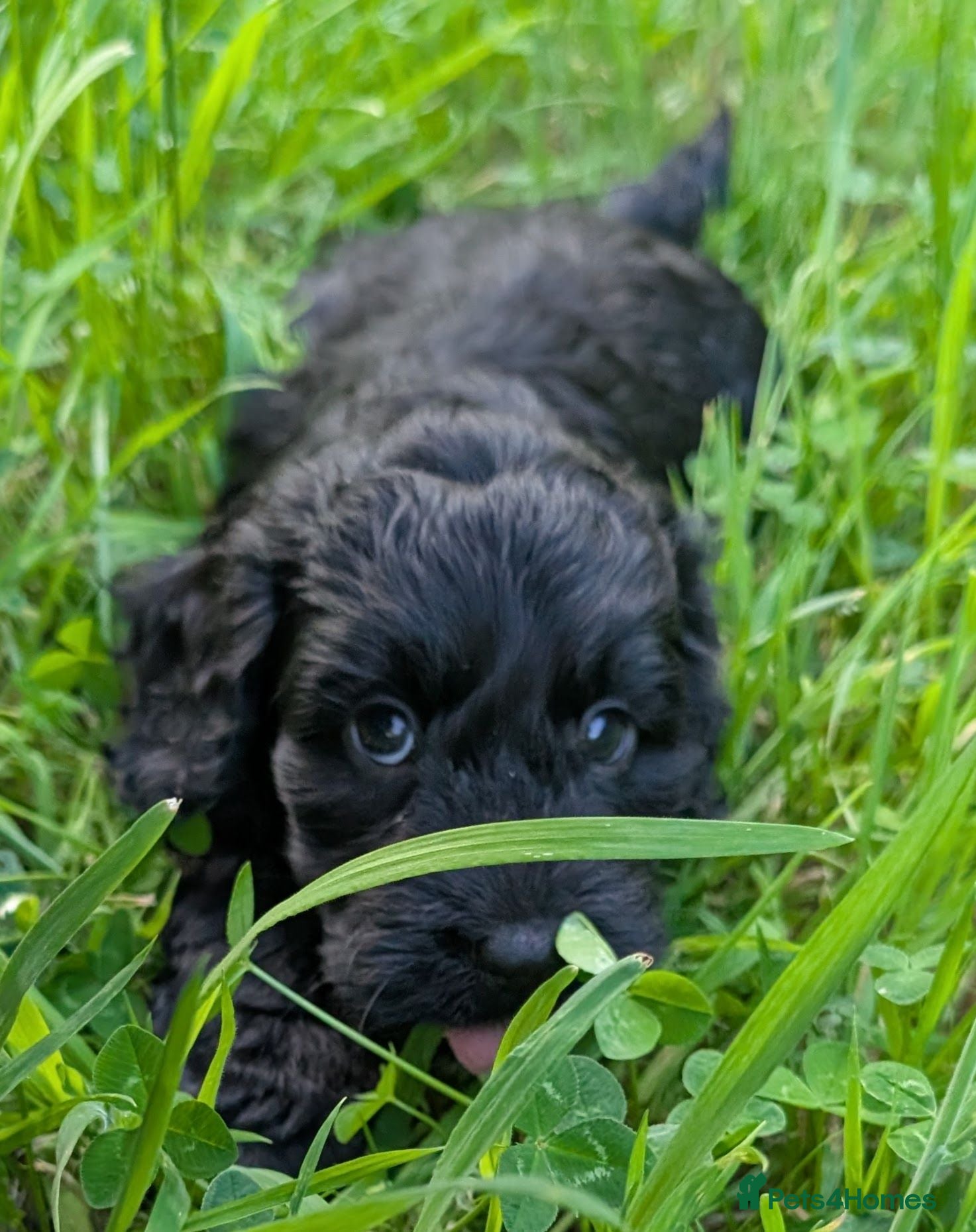 Cockapoo dogs Ready now! Licensed breeder health tested F1 pups - Advert 2