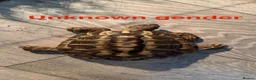 Mixed Breed reptiles for sale: Tortoises,crested geckos and corn snake  in Chatham - Advert 6
