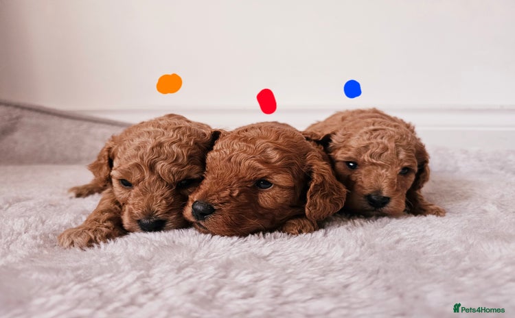 Cavapoochon dogs - Advert 4