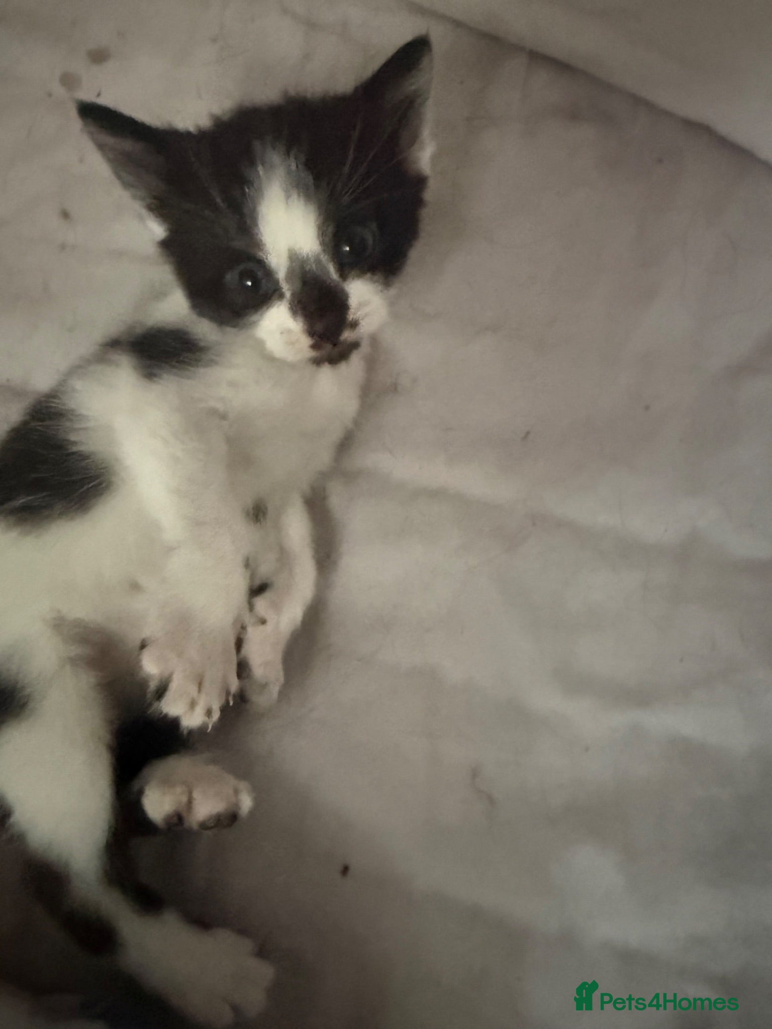 Mixed Breed cats 1 male 1 female kitten for sale  - Advert 2