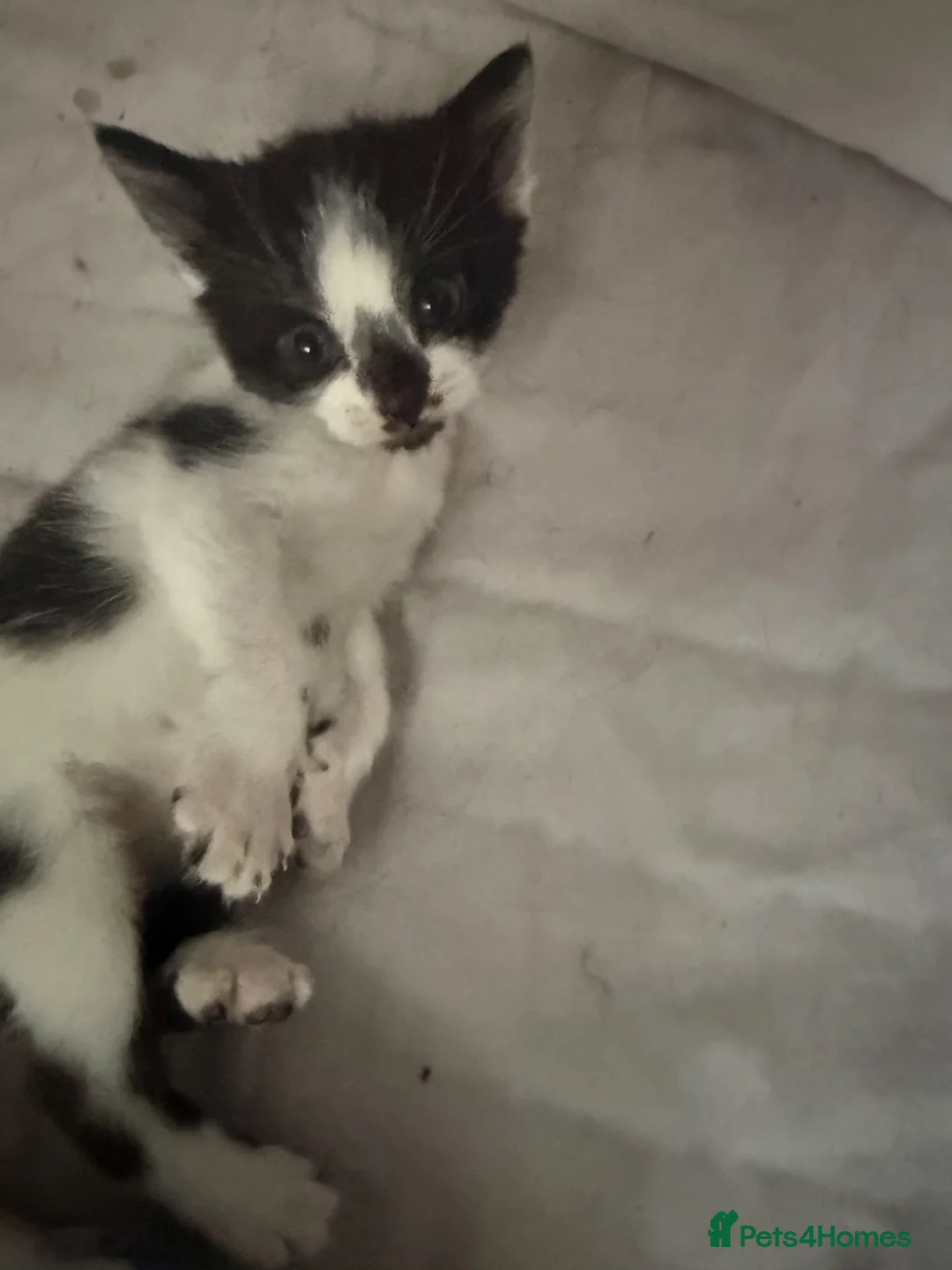 Mixed Breed cats for sale: 1 male 1 female kitten for sale  in Lewes - Advert 1