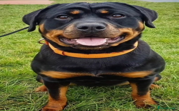 Rottweiler dogs - Advert 1
