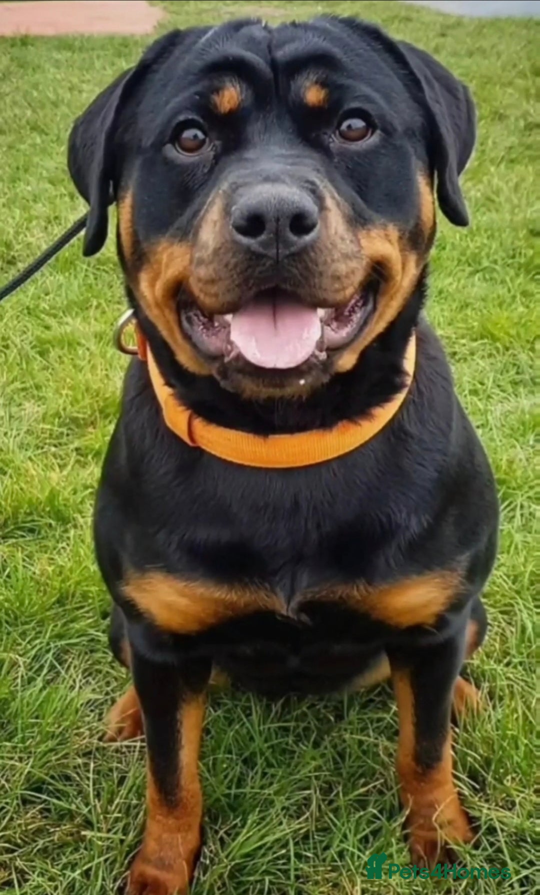 Rottweiler dogs for sale: Female Rottweiler  - Image 1