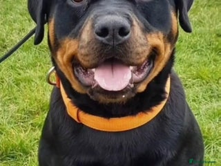 Rottweiler dogs for sale - Advert 1