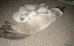 Ragdoll cats for sale: Adorable Ragdoll Kittens Looking for Homes❤️! - Image 1