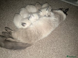 Ragdoll cats - Advert 9