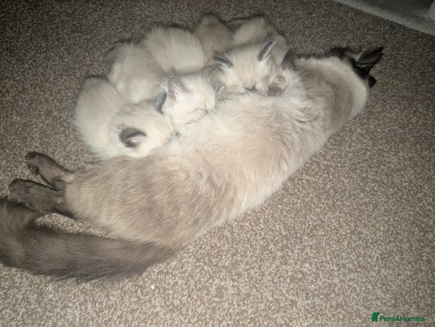 Ragdoll cats - Advert 4