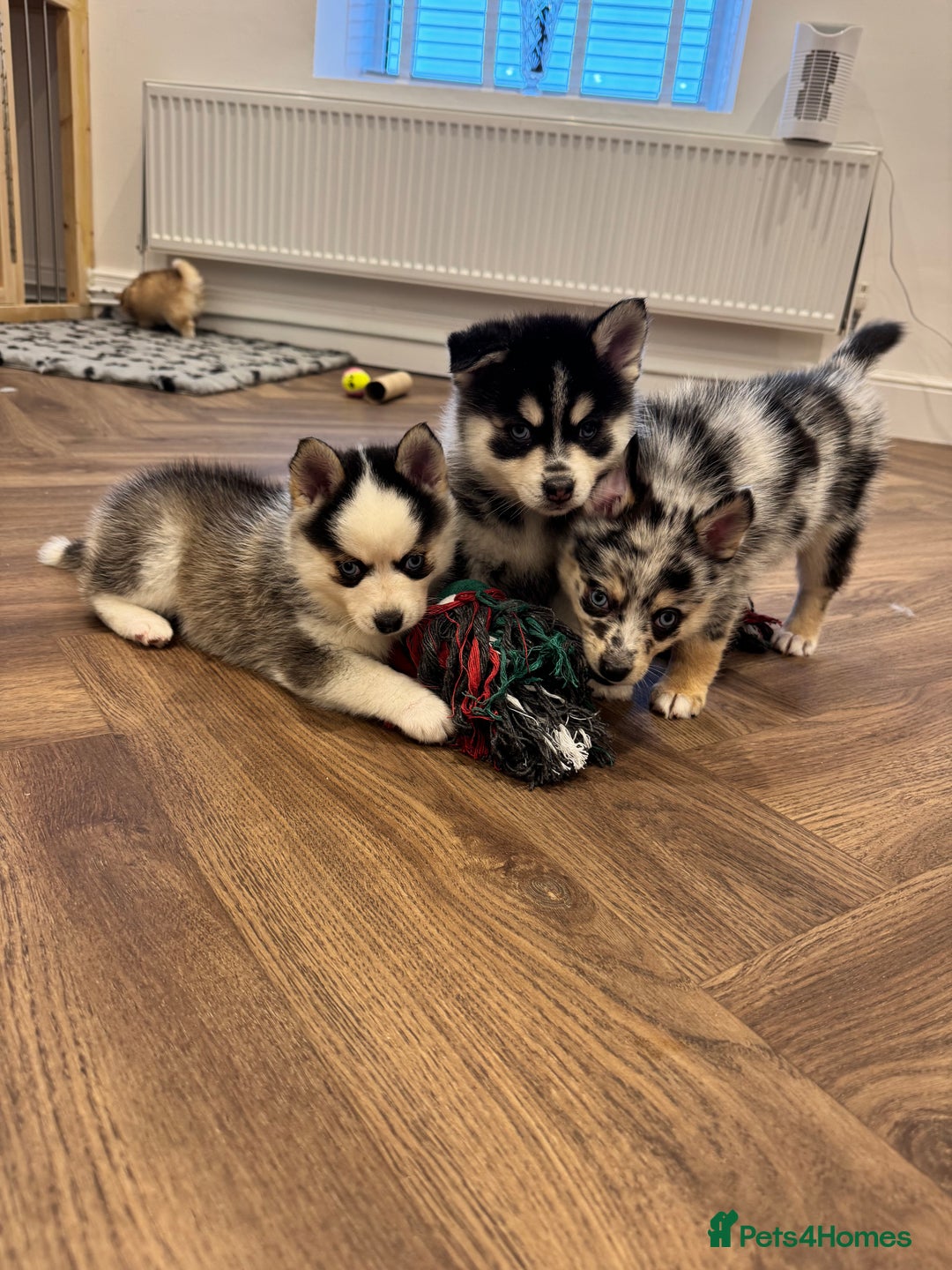Pomsky dogs for sale: Lilac sired F2 masked Pomsky blue eyes  - Advert 1