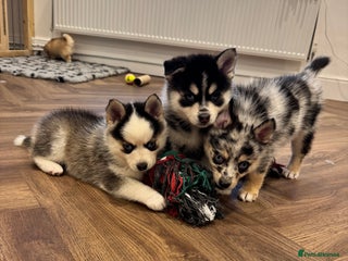 Pomsky dogs Lilac sired F2 masked Pomsky blue eyes - Advert 2