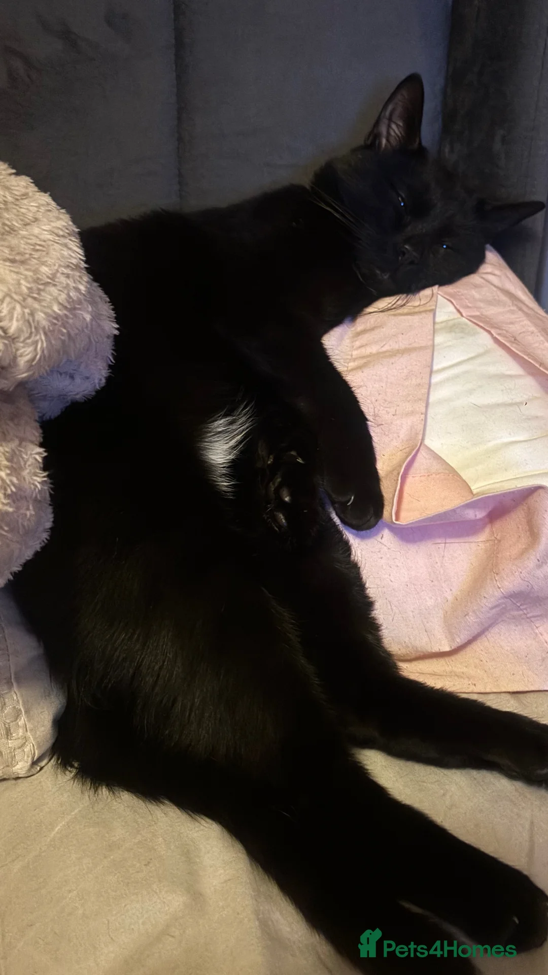 Mixed Breed cats for sale: 4 kittens for sale  in Cupar - Advert 2