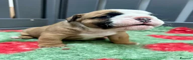 English Bulldog Puppy 3