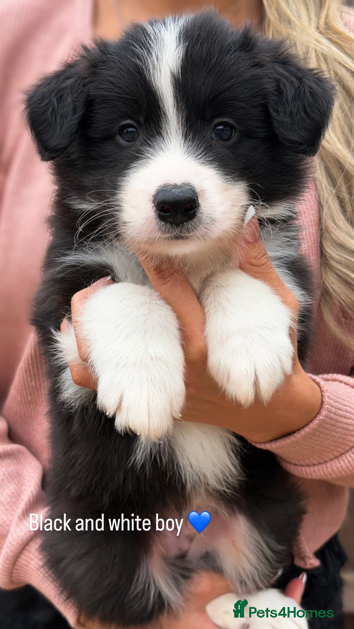 Border Collie dogs Stunning Champion line puppies  - Advert 2