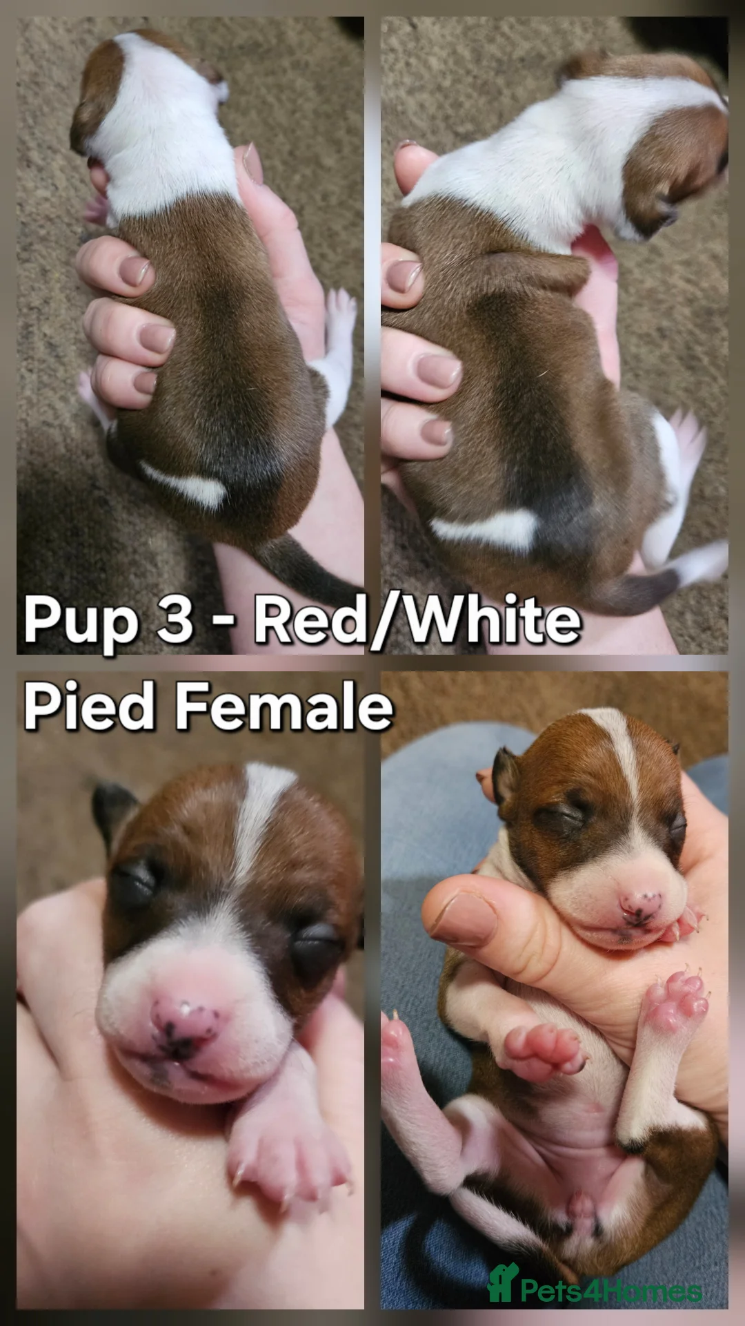 Italian Greyhound dogs for sale: Beautiful Italian Greyhound Puppies KC Registered - Advert 14