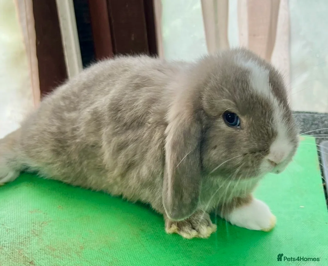 Mini Lop rabbits for sale: Beautiful coloured Mini Lops - Advert 24