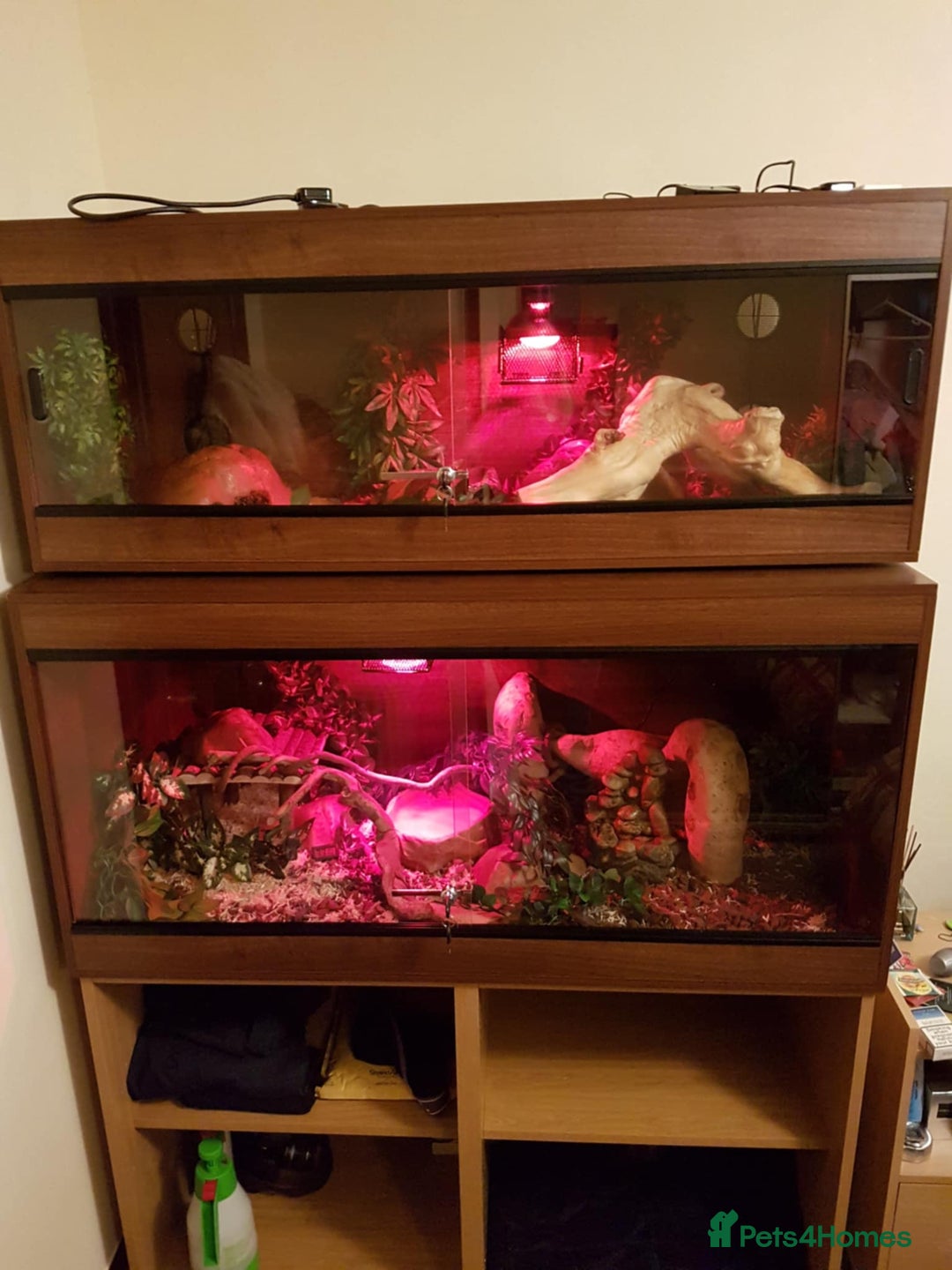 Python Snake reptiles for sale: Ball Python male - Advert 4