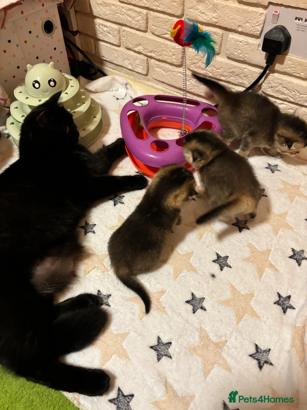 Scottish Fold cats for sale: Pedigree Scottish fold kittens - Advert 1