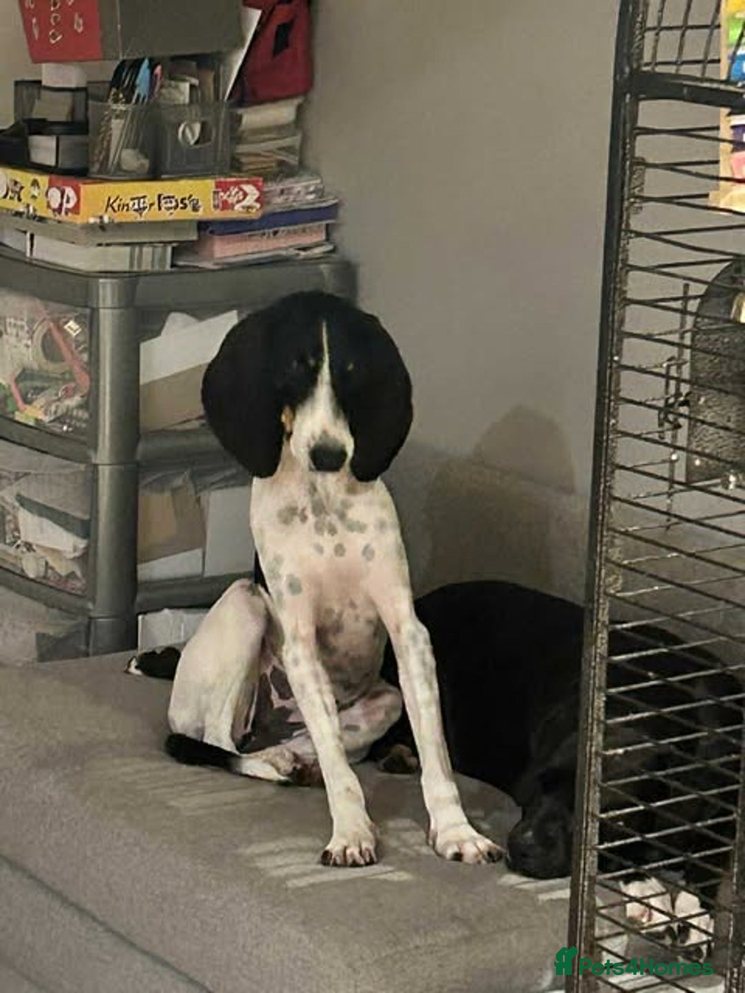 Mixed Breed cats for adoption: Lisbon - Sweetheart Dog with much love to give.  - Image 9