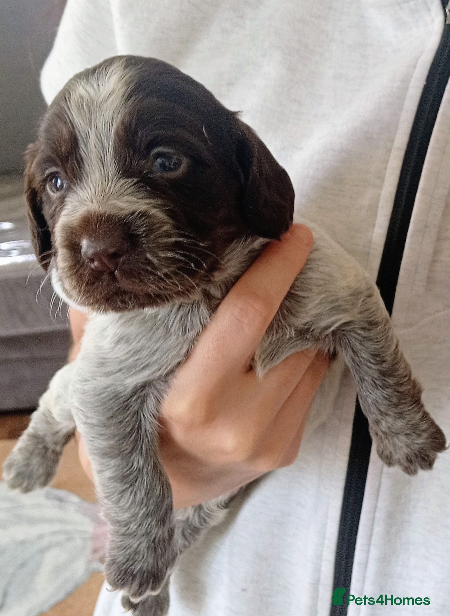 Cocker Spaniel dogs Cocker spaniel puppy's  - Advert 11