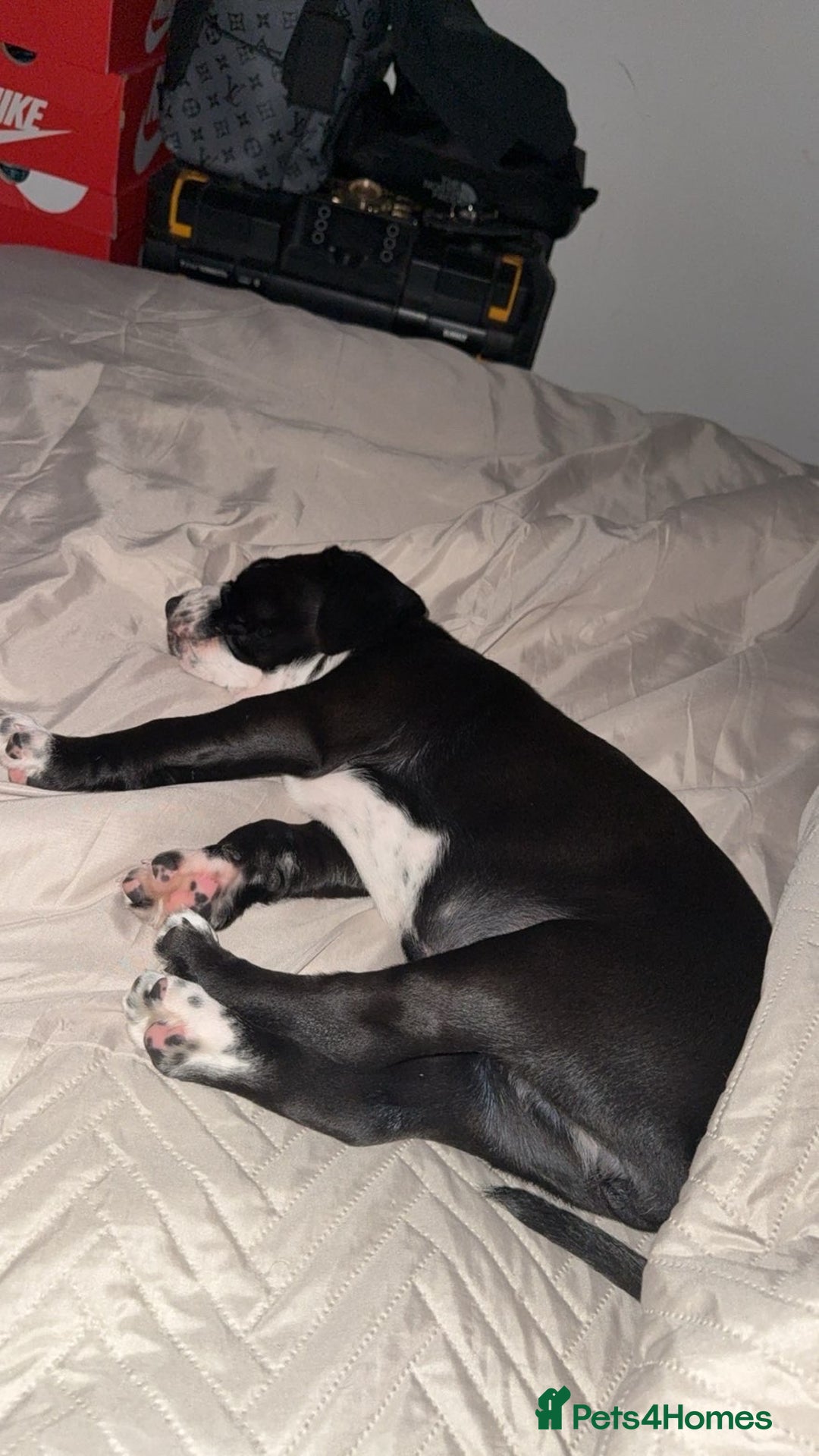 Mixed Breed dogs for sale: 11 week old pup for sale  - Advert 2