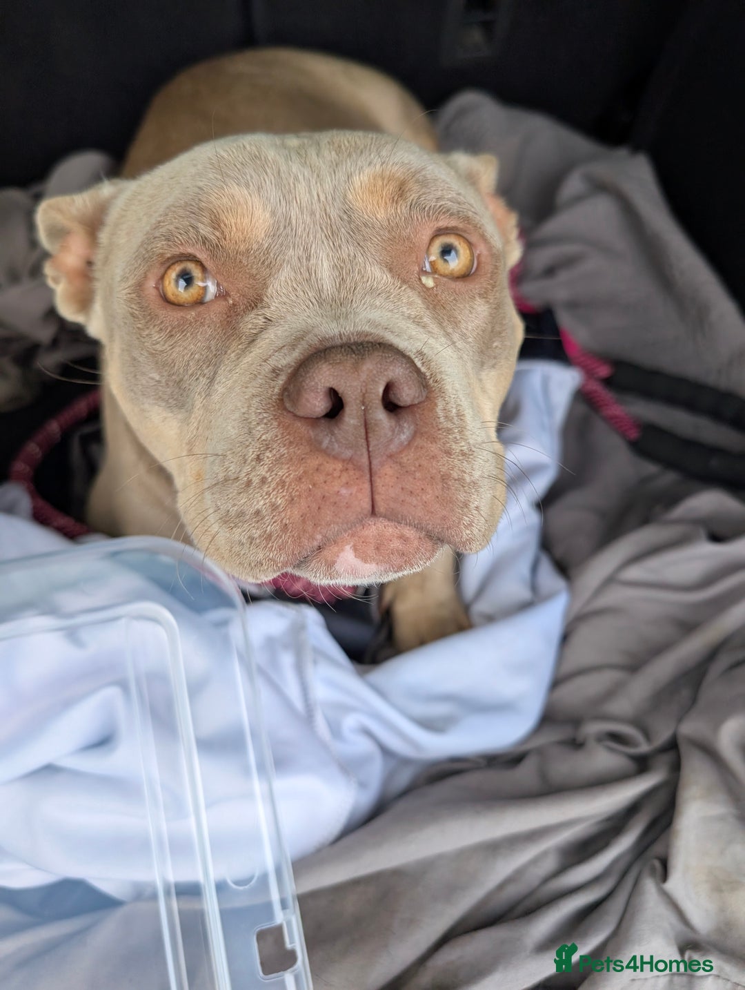 Mixed Breed dogs for sale: American pocket Corso - Image 37