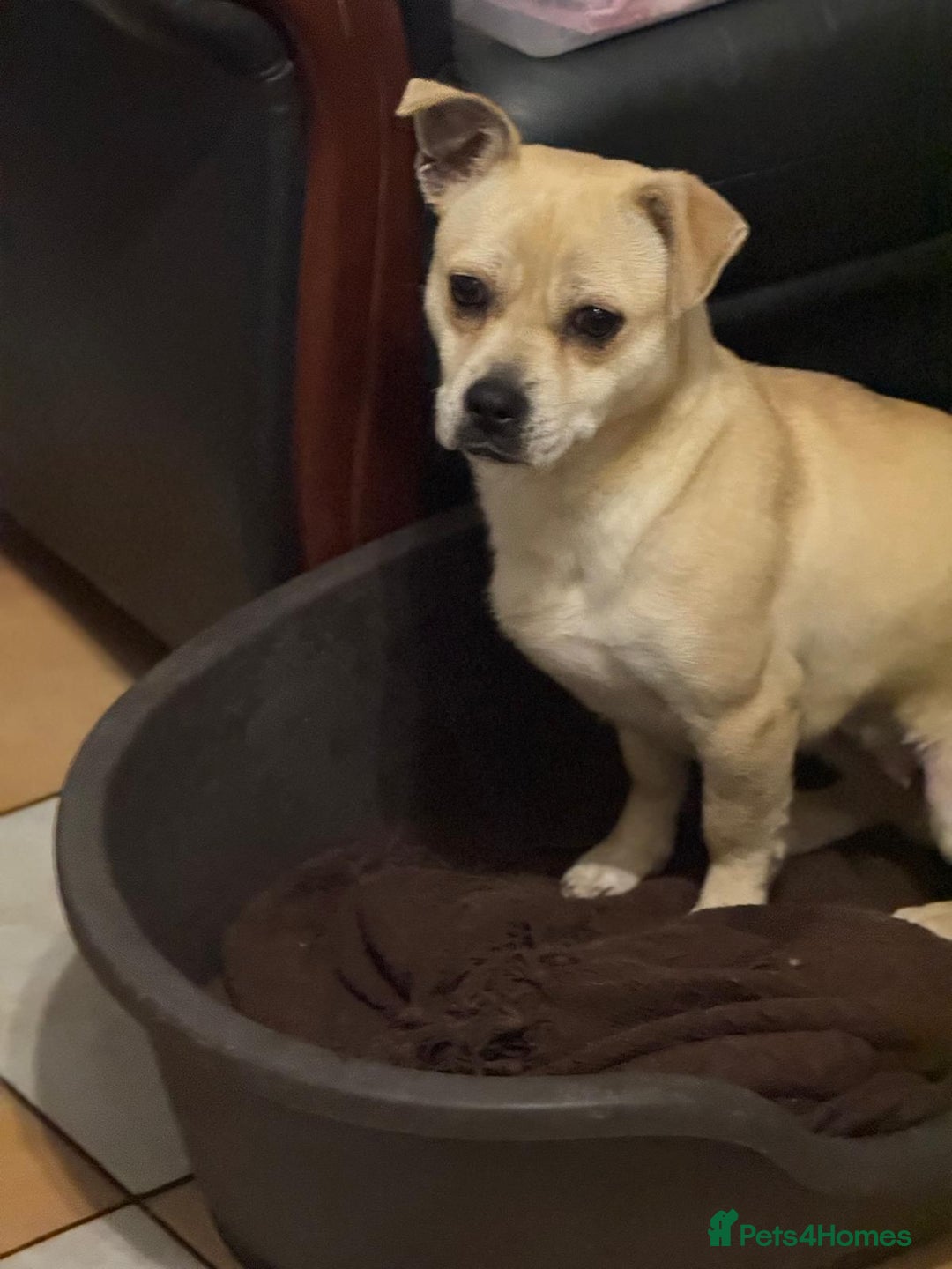 Mixed Breed dogs for adoption: Pretty Jamala ready for cuddles - Advert 17