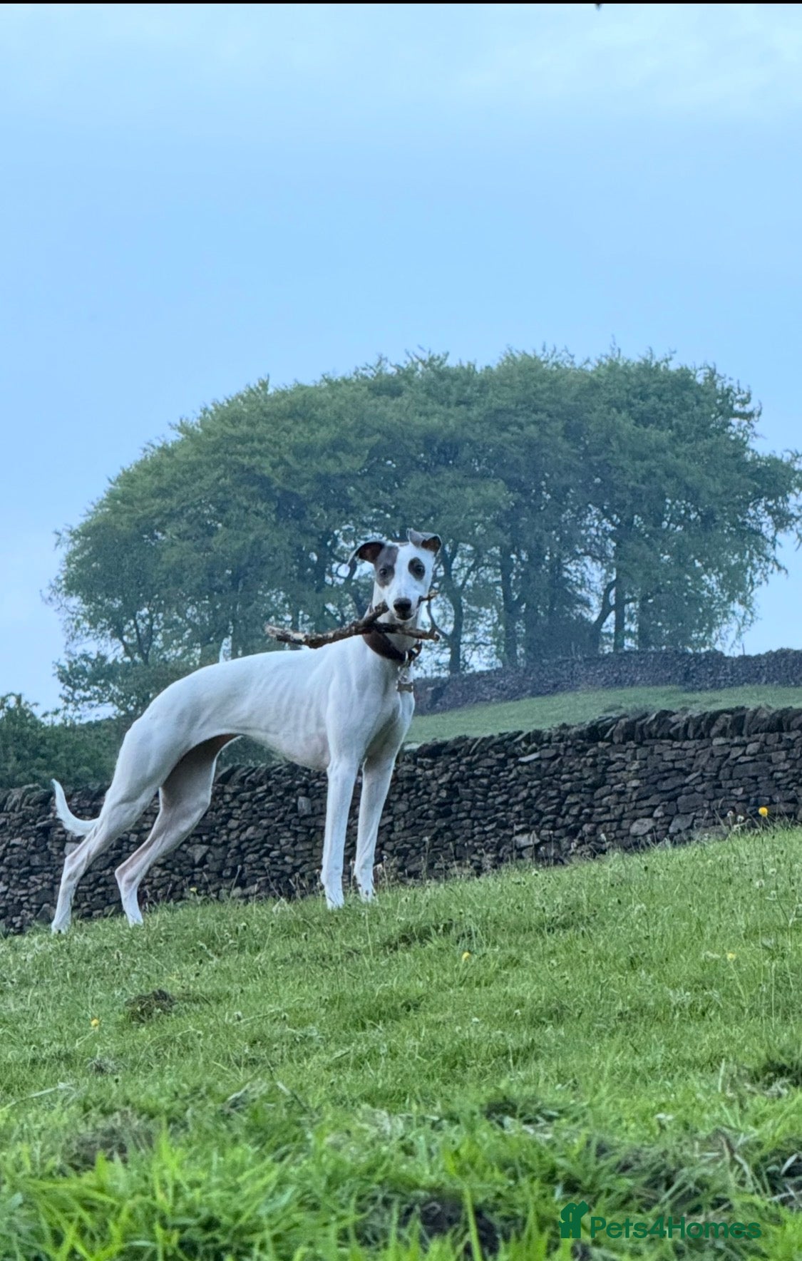 Whippet dogs KC registered whippet dog puppy. - Advert 8